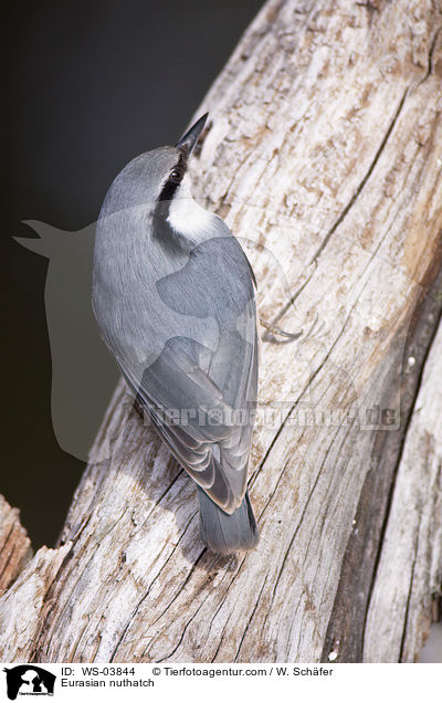 Kleiber / Eurasian nuthatch / WS-03844