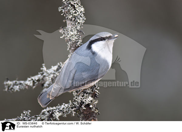 Kleiber / Eurasian nuthatch / WS-03846