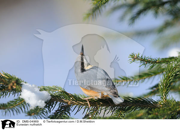Kleiber / Eurasian nuthatch / DMS-04969