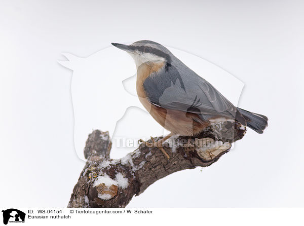 Kleiber / Eurasian nuthatch / WS-04154
