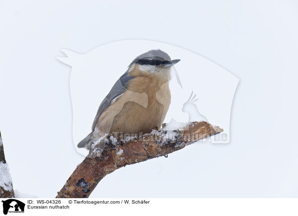 Kleiber / Eurasian nuthatch / WS-04326