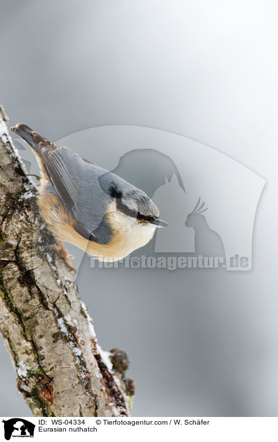 Eurasian nuthatch / WS-04334