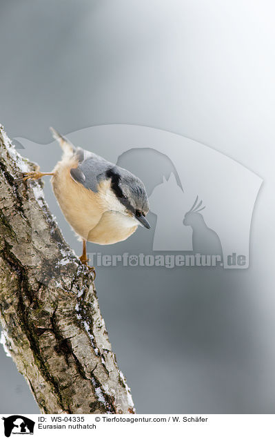 Kleiber / Eurasian nuthatch / WS-04335