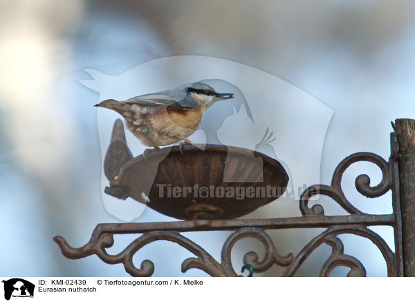 Eurasian nuthatch / KMI-02439