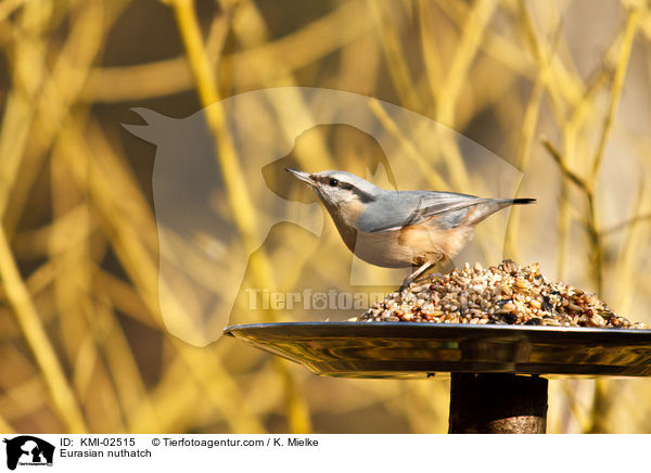 Eurasian nuthatch / KMI-02515