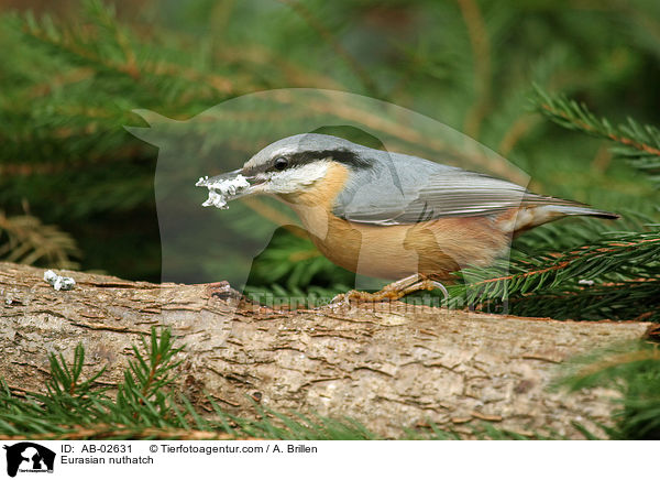 Eurasian nuthatch / AB-02631