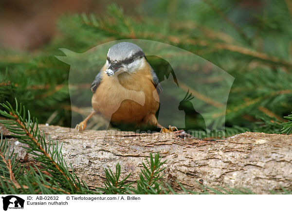 Eurasian nuthatch / AB-02632