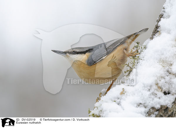 Kleiber / Eurasian nuthatch / DV-02519