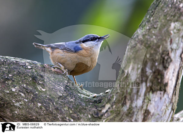 Kleiber / Eurasian nuthatch / MBS-08829