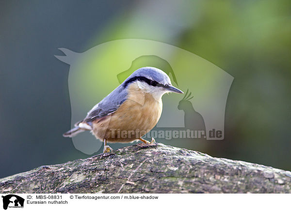 Kleiber / Eurasian nuthatch / MBS-08831