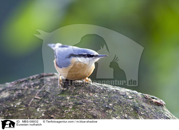 Eurasian nuthatch / MBS-08832