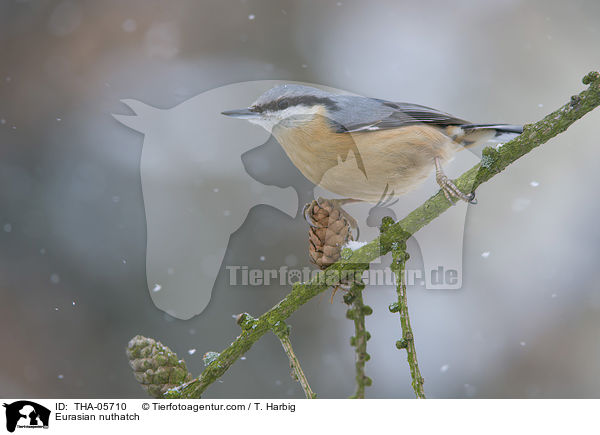 Eurasian nuthatch / THA-05710