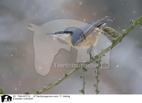 Kleiber / Eurasian nuthatch / THA-05712