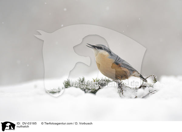 Kleiber / nuthatch / DV-03185