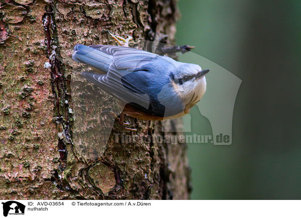 nuthatch / AVD-03654