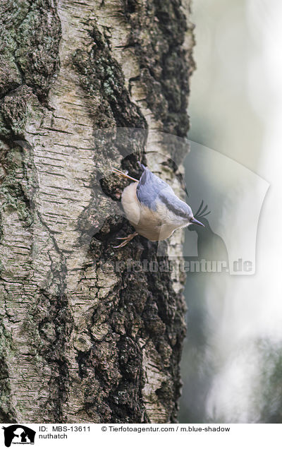 Kleiber / nuthatch / MBS-13611
