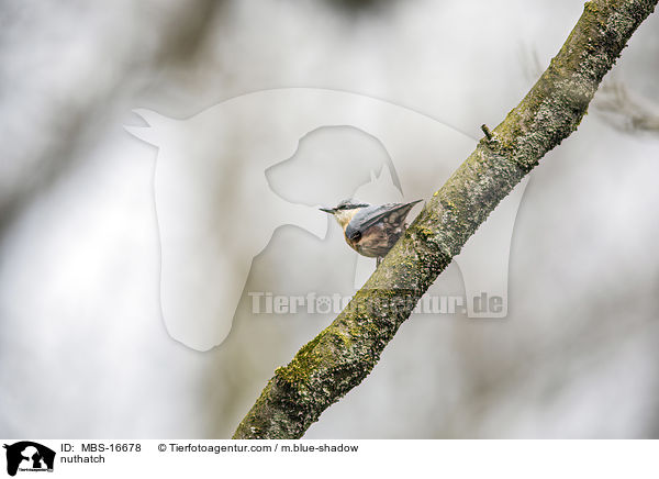 Kleiber / nuthatch / MBS-16678