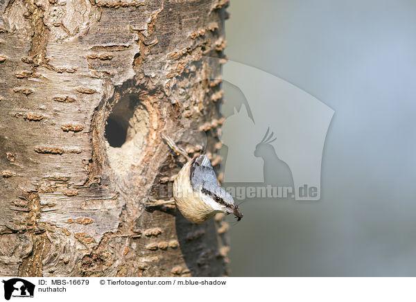 Kleiber / nuthatch / MBS-16679