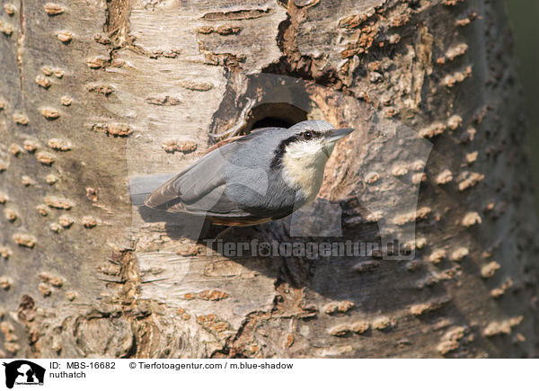 nuthatch / MBS-16682