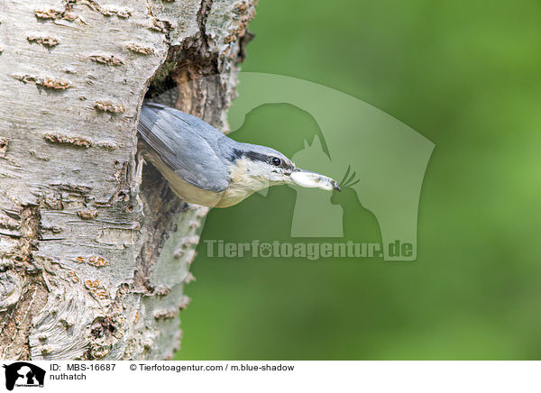 Kleiber / nuthatch / MBS-16687