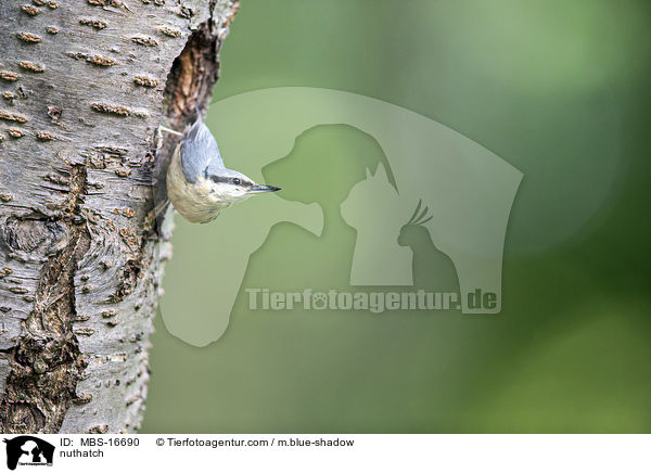 Kleiber / nuthatch / MBS-16690