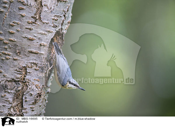 Kleiber / nuthatch / MBS-16695