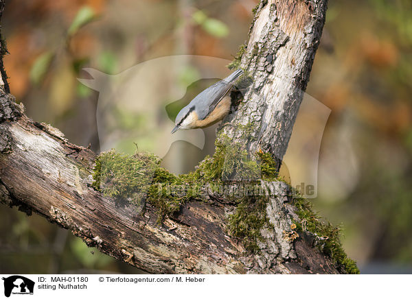 sitzender Kleiber / sitting Nuthatch / MAH-01180