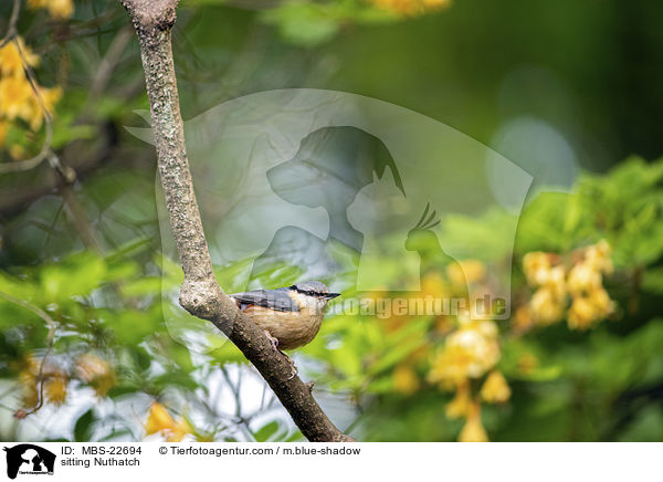 sitzender Kleiber / sitting Nuthatch / MBS-22694