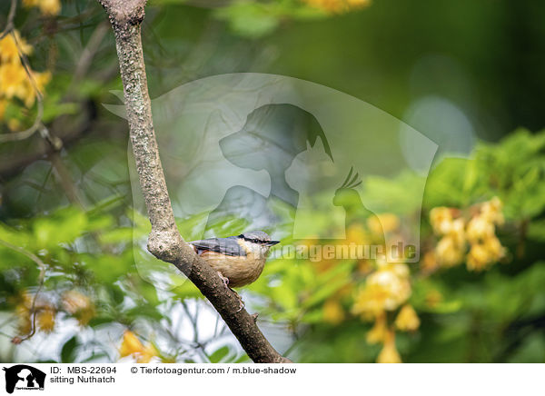 sitting Nuthatch / MBS-22694