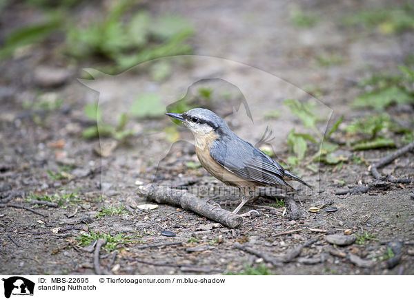 standing Nuthatch / MBS-22695