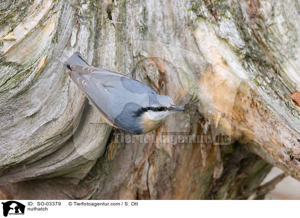 Kleiber / nuthatch / SO-03379