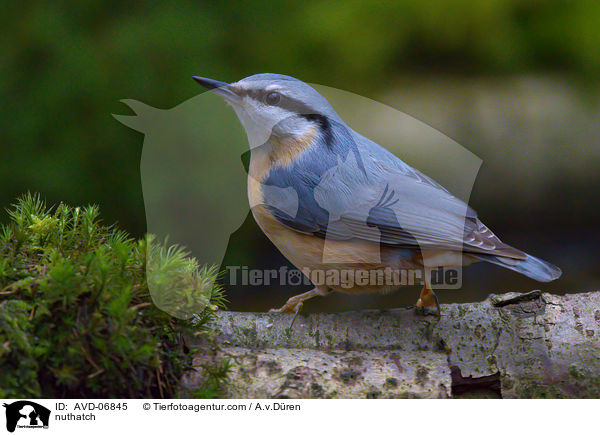 Kleiber / nuthatch / AVD-06845