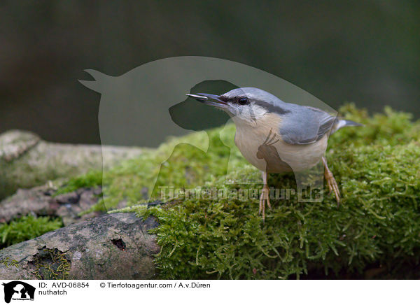 nuthatch / AVD-06854