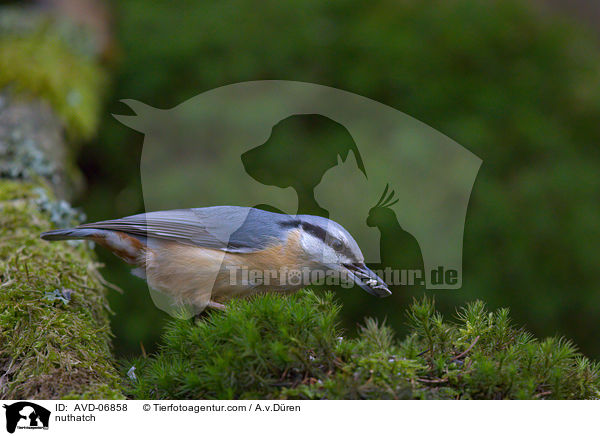 nuthatch / AVD-06858