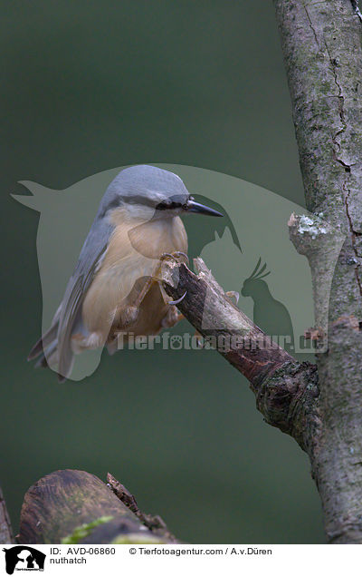 nuthatch / AVD-06860