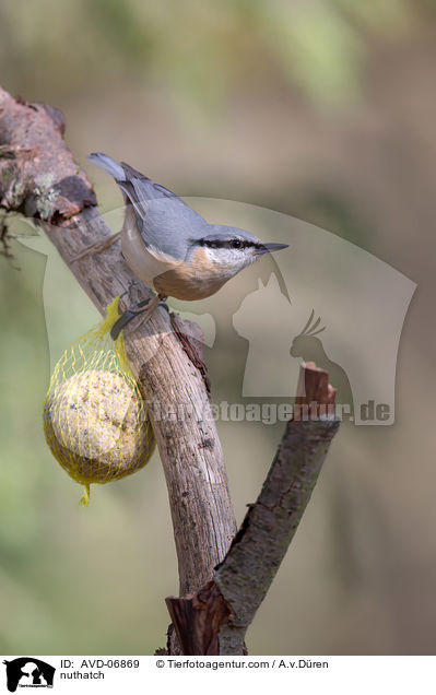 Kleiber / nuthatch / AVD-06869