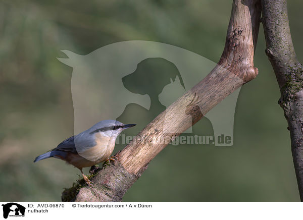 Kleiber / nuthatch / AVD-06870