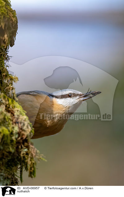 nuthatch / AVD-06957