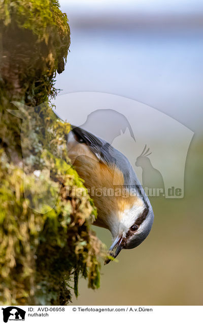 Kleiber / nuthatch / AVD-06958