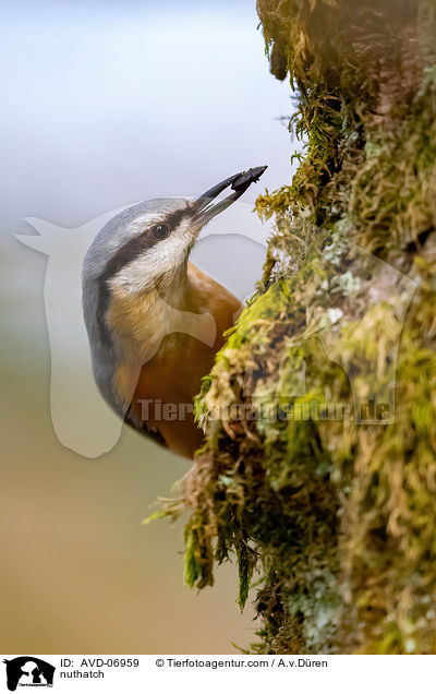 Kleiber / nuthatch / AVD-06959