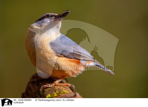 Kleiber / nuthatch / AVD-06984