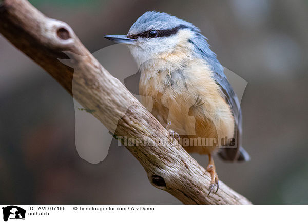 Kleiber / nuthatch / AVD-07166