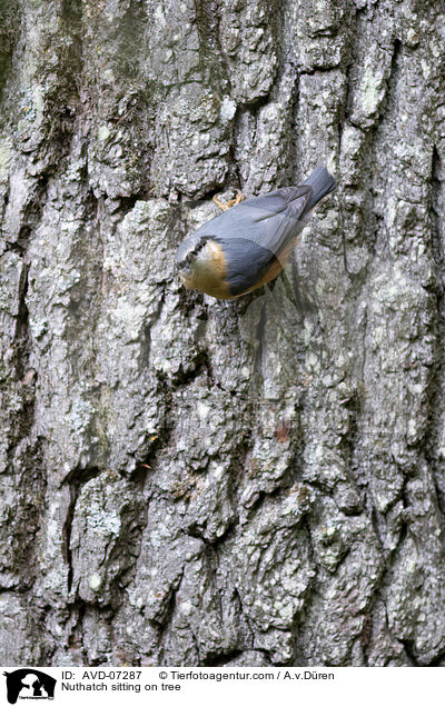 Nuthatch sitting on tree / AVD-07287