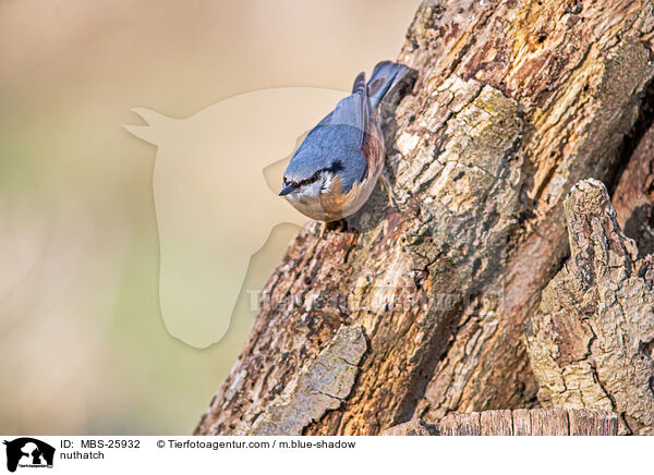 Kleiber / nuthatch / MBS-25932