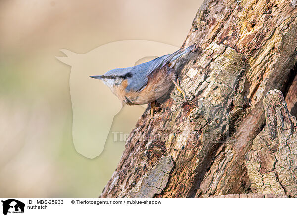 Kleiber / nuthatch / MBS-25933