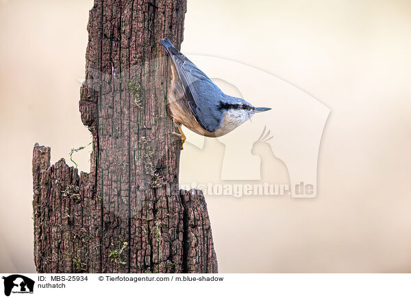 Kleiber / nuthatch / MBS-25934