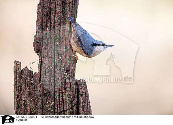 nuthatch / MBS-25934