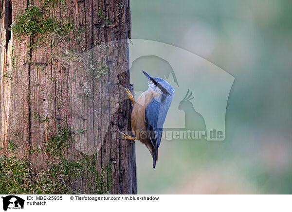 Kleiber / nuthatch / MBS-25935