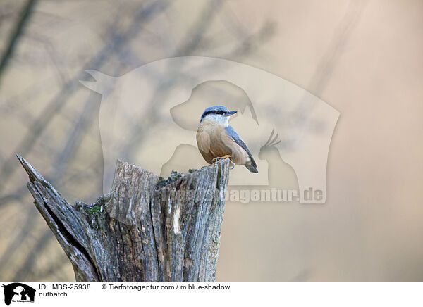 Kleiber / nuthatch / MBS-25938