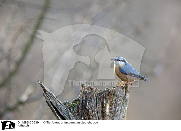Kleiber / nuthatch / MBS-25939